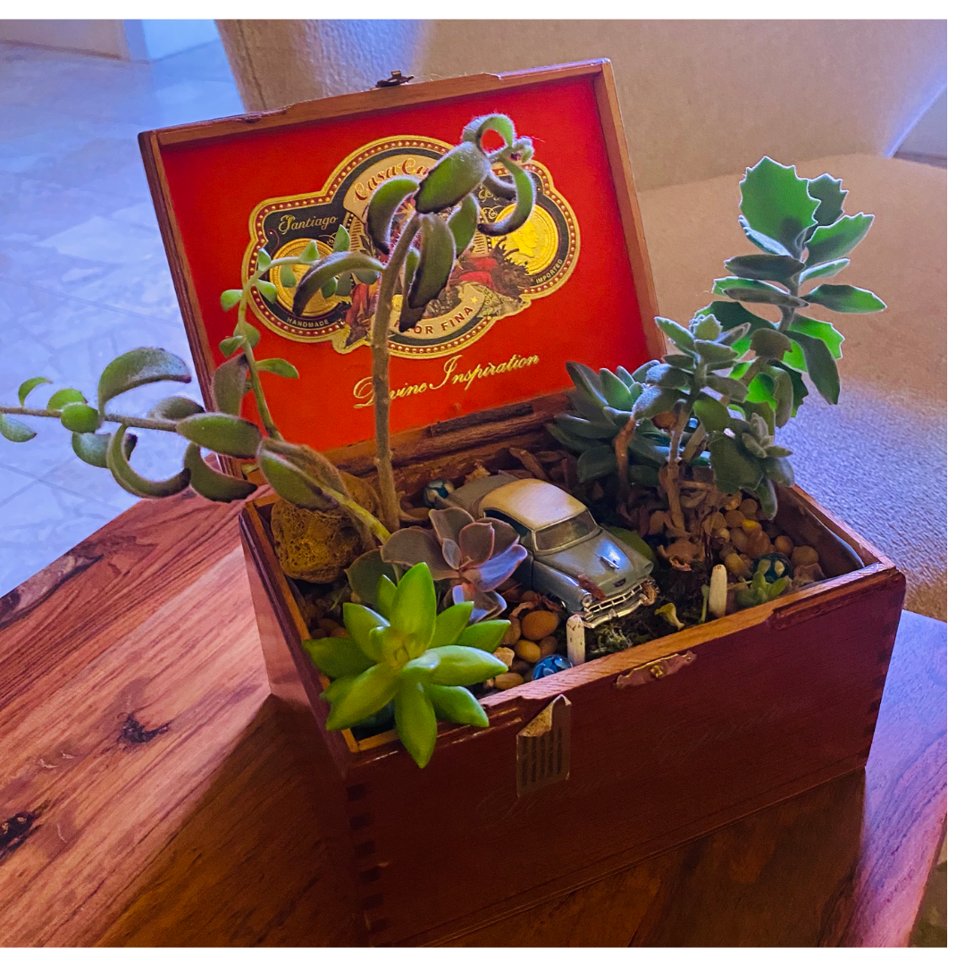 cigar box planter
